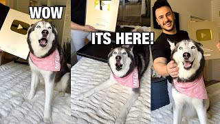 My Husky Unboxes The YouTube Gold Play Button!