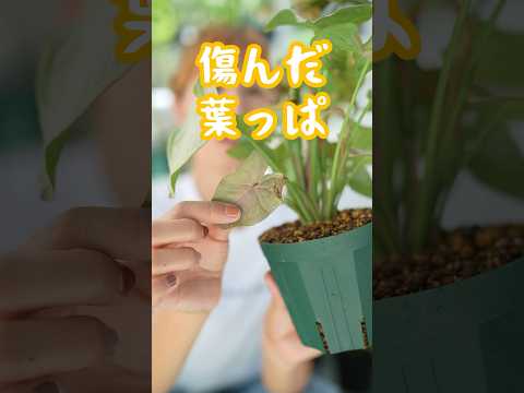 室内で育てるサンスベリア