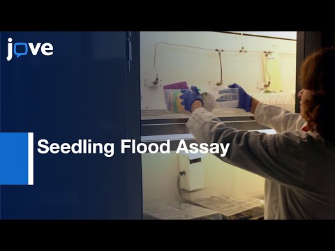 Pseudomonas syringaeについて詳しく解説