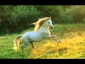 Стары Ольса - Сівы конь 