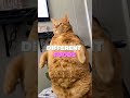 Big Back Cat Bigback Meme Cat