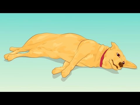 Come rivelare vermi a gattini Da un gatto striscia la colata