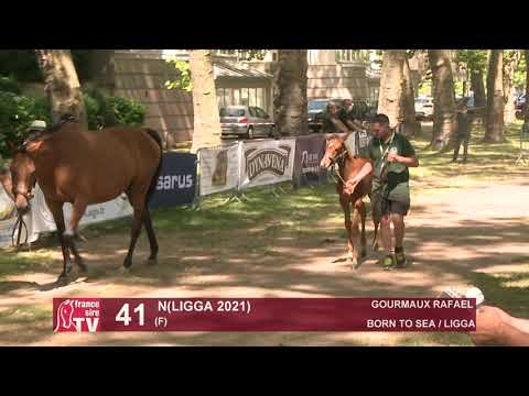 Sprinter Sacré Show 2021 : Lot 41 - N.21 Ligga