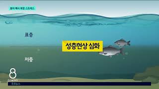 [G1뉴스]소양호 붕어 폐사 원인 '산소 부족'..어민 반발