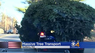 Driver Hauling Massive Tree Pulled Over