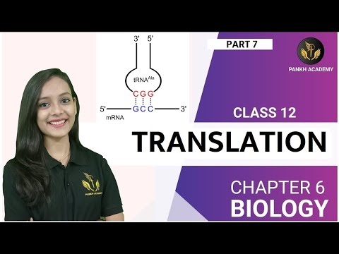 TRANSLATION | Molecular Basis of Inheritance Class 12...