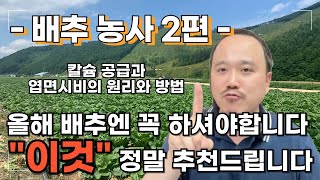 배추 칼슘 엽면시비 원리와 방법! 올해는 '이것' 엽면시비 꼭 추천드립니다! | 배추 재배에 필요한 비료 사…