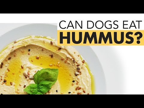 download lagu mp3 mp4 Can Dogs Eat Hummus, download lagu Can Dogs Eat Hummus gratis, unduh video klip Can Dogs Eat Hummus