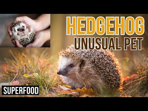 Hedgehogs as Pets - A Comprehensive Guide