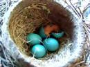 Babby Robin Being Hatched