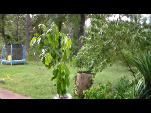Avocado tree from seed over 2 yrs old