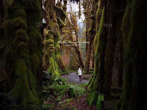 Quietest place in the United States?! ????Hoh rainforest, Olympic national park, Washington