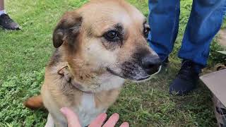 Video preview image #1 Labrador Retriever Puppy For Sale in Bandera, TX, USA