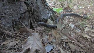 Eastern Coachwhip Snake
