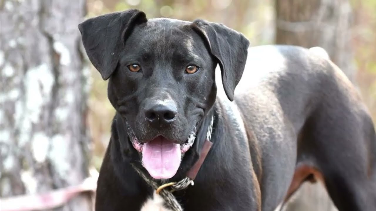 Enlarge Kratos #22152, a ADOPTABLE mixed breed in Monroe, GA video 3/3