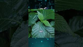 Download lagu Benefits of keji beling leaves for health mp3 Download lagu Benefits of keji beling leaves for health mp3