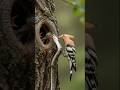 Mother Hoopoe Bird Attack On Big Snake And Saved Of Baby Hoopoe Life In Nest Newshort Wildlife
