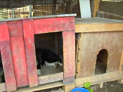 Sue, Sooty, Sweep. Jac, Daphne and Flora