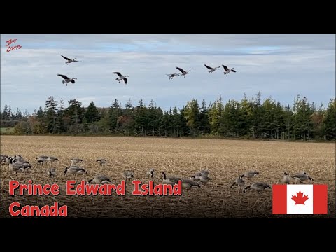 Goose Hunting | Canada Goose Hunting | PEI | Canada Duck Hunting | Prince Edward Island Canada