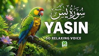🌙 Surah Yasin سورة يس | Emotional & Soul-Healing Tilawat | A Journey to Inner Peace Aswat Al-Quloob