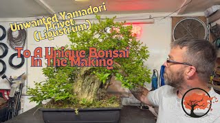 Unwanted Yamadori Privet: To A Unique Bonsai In The Making