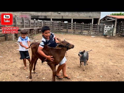 VAQUEIRO LEVY E JOSÉ PEGANDO O BEZERRO