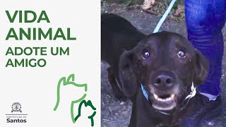 Adote um amigo #vidaanimal