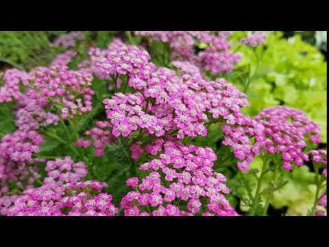 Achillea millefolium 'Tutti Frutti Pink Grapefruit'