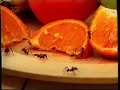 Øjenvidne I Naturens Galleri Insekter