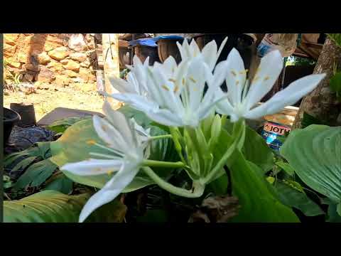 #lily #waterlily #floweringplants #flowers #kritika