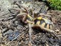 Hapolopus sp Colombia, Pumpkin Patch Tarantula  rehouse and care