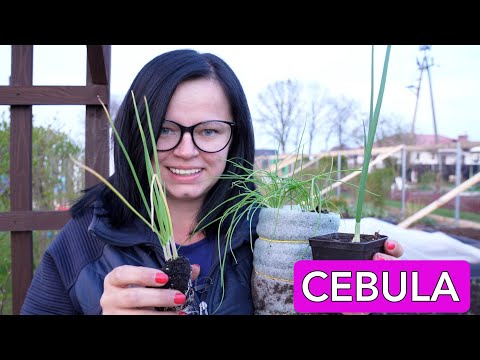 Jak uprawiać Cebulę. Uprawa Cebuli KROK po KROKU. Która metoda lepsza. Kwiecień w ogrodzie. Kasia in