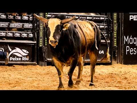 SEMI FINAL em TOUROS | RODEIO de TURIÚBA-SP 2026
