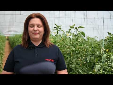 Zastita paradajza od plamenjace i sive trulezi, Galenika fitofarmacija - U nasem ataru 792