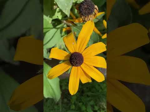 Flowers Bahrain swat #FlowerPower#BlossomBeauty#FloralFantasy#GardenGems#NatureInBloom #swatvalley