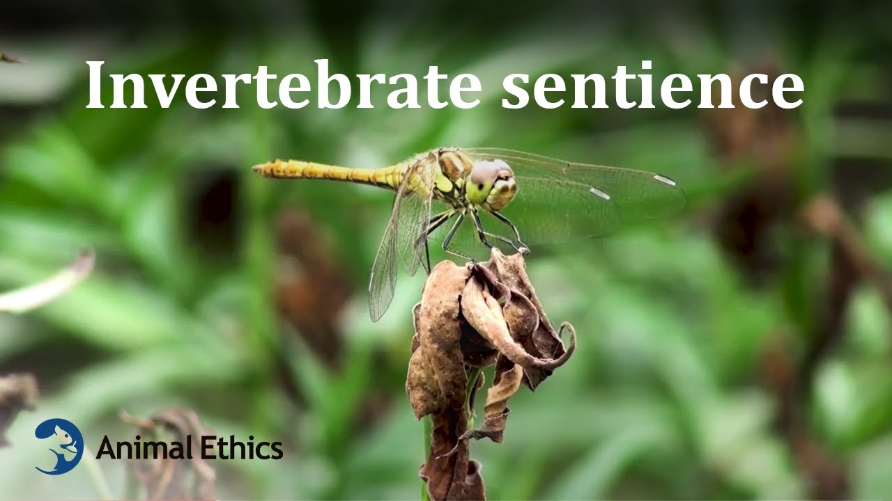 Invertebrate sentience