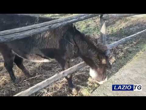 MOROLO: CHRISTMAS MARKET A GREAT SUCCESS