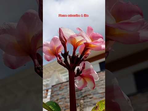 different types of flowers #shots #flowers #like #nature #love #nature