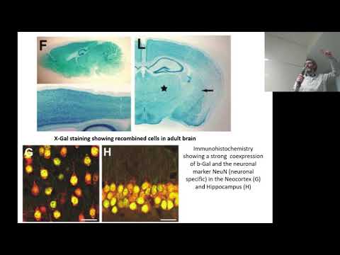 03 Lineage tracing (partII) and Stem cells Intro