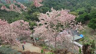 113.4.9竹崎阿拉伯粉紅村花旗木