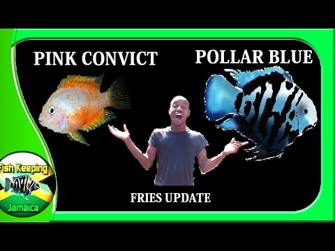 CROSS BREEDING POLAR BLUE PARROT AND PINK CONVICT...