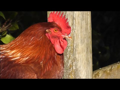 Ａsleepy roostet crowing loud in the early morning - Ａbig red rooste crowing sounds in the farm !