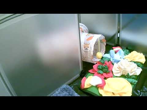 Preparing the Ultimate Treat Hunt for Queen & Stormy 🐹🍃 (Live Replay)