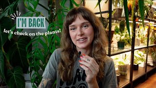 how did my houseplants do after 12 days on their own 👀