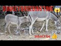 Donkey Mating Animal Meeting