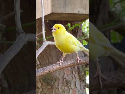 Bird Sounds | Bird Song | Canary Singing