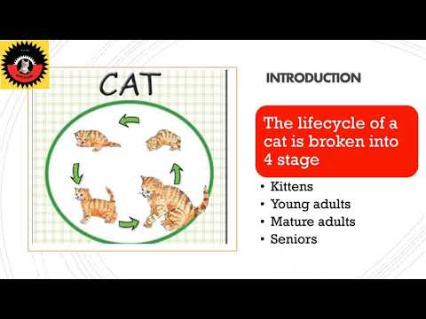 Life Cycle of Cats🐈‍⬛🐈‍⬛