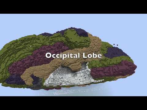 Neuroanatomy - Cerebral Cortical Topography