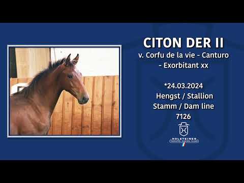 Holsteiner Fohlenmonat | Fohlen v. Corfu de la Vie - Canturo - Exorbitant xx