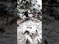 #snow #falling #beautiful